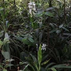 Unidentified Lily or Iris at Tregony, QLD - 21 Dec 2024 by JimL