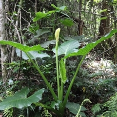 Unidentified Plant at Tregony, QLD - 21 Dec 2024 by JimL