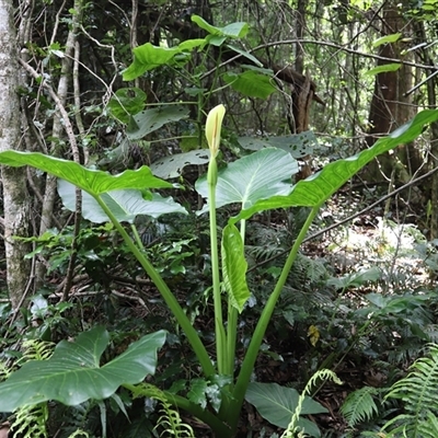 Unverified Plant at Tregony, QLD - 21 Dec 2024 by JimL