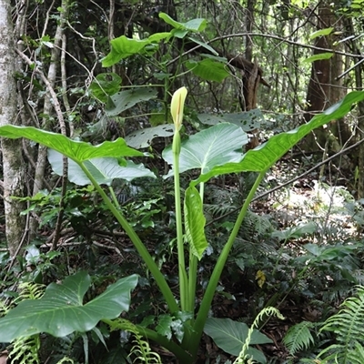 Unidentified Plant at Tregony, QLD - 21 Dec 2024 by JimL