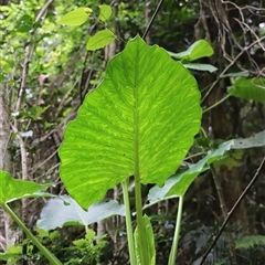 Unverified at suppressed - suppressed