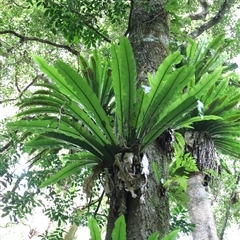 Unverified Fern or Clubmoss at Tregony, QLD - 21 Dec 2024 by JimL