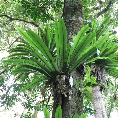 Unidentified Fern or Clubmoss at Tregony, QLD - 21 Dec 2024 by JimL