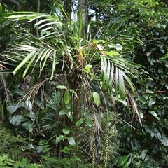 Unidentified Other Shrub at Tregony, QLD - 21 Dec 2024 by JimL