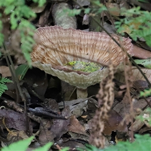 Unidentified Fungus at Tregony, QLD by JimL