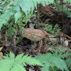 Cymatoderma elegans at Tregony, QLD - 21 Dec 2024 03:40 PM