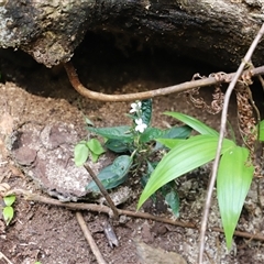 Unidentified Plant at Tregony, QLD - 21 Dec 2024 by JimL