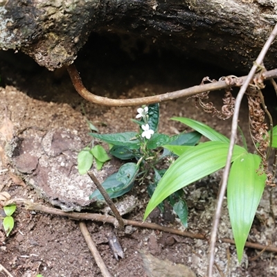 Unidentified Plant at Tregony, QLD - 21 Dec 2024 by JimL