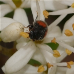 Diomus notescens (Little two-spotted ladybird) at Freshwater Creek, VIC - 16 Dec 2024 by WendyEM