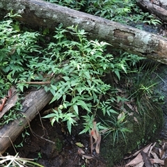 Rubus sp. at Tregony, QLD - 21 Dec 2024 by JimL