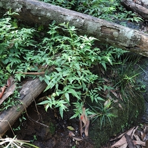 Rubus rosifolius var. rosifolius at Tregony, QLD by JimL