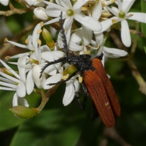 Porrostoma rhipidium (Long-nosed Lycid (Net-winged) beetle) at Freshwater Creek, VIC by WendyEM