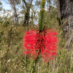 Beaufortia decussata at Shannon, WA - 18 Oct 2024 by AnneG1