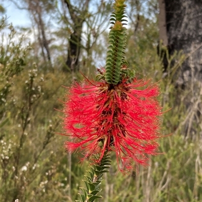 Beaufortia decussata (Gravel Bottlebrush) at Shannon, WA - 18 Oct 2024 by AnneG1