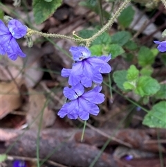 Dampiera hederacea at Shannon, WA - 18 Oct 2024 by AnneG1