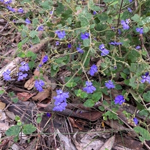Dampiera hederacea at Shannon, WA - 18 Oct 2024 03:07 PM