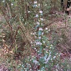 Crowea angustifolia var. platyphylla at Shannon, WA - 18 Oct 2024 03:06 PM