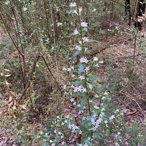 Crowea angustifolia var. platyphylla at Shannon, WA - 18 Oct 2024 03:06 PM