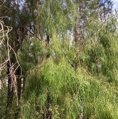 Persoonia sp. at Shannon, WA - 18 Oct 2024 by AnneG1