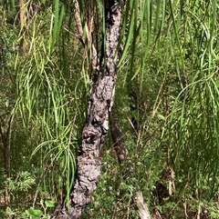 Persoonia longifolia at Shannon, WA - 18 Oct 2024 03:03 PM