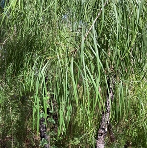 Persoonia longifolia at Shannon, WA - 18 Oct 2024 03:03 PM