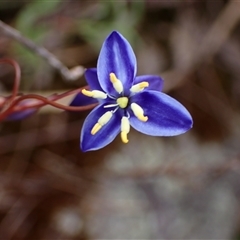 Stypandra glauca (Nodding Blue Lily) at Broke, WA - 19 Oct 2024 by AnneG1