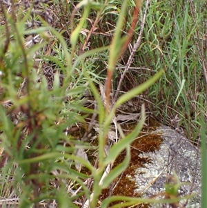 Stypandra glauca at Broke, WA - 19 Oct 2024 10:32 AM