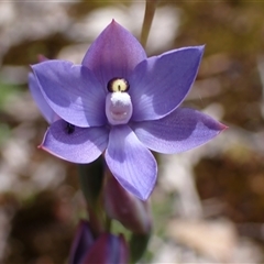 Thelymitra sp. at Broke, WA - 18 Oct 2024 by AnneG1