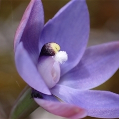 Thelymitra (Genus) at Broke, WA - suppressed
