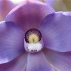 Thelymitra (genus) at Broke, WA - suppressed