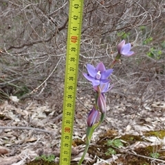 Thelymitra (Genus) at Broke, WA - suppressed