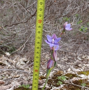 Thelymitra (Genus) at Broke, WA - suppressed