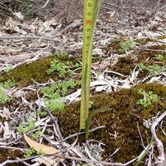 Thelymitra (genus) at Broke, WA - suppressed