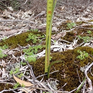 Thelymitra (Genus) at Broke, WA - suppressed