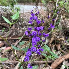 Hardenbergia comptoniana at Broke, WA - 18 Oct 2024 by AnneG1