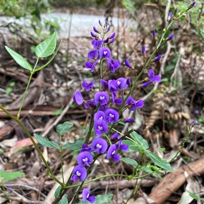 Hardenbergia comptoniana (Native Wisteria) at Broke, WA - 19 Oct 2024 by AnneG1