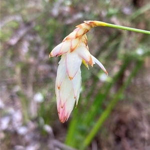 Unidentified Lily or Iris at Broke, WA by AnneG1