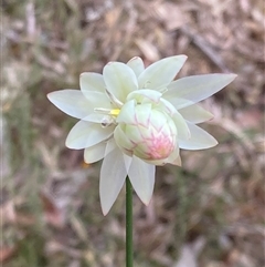 Johnsonia lupulina at Broke, WA - suppressed