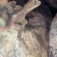 Intellagama lesueurii howittii (Gippsland Water Dragon) at Acton, ACT - 22 Dec 2024 by mroseby