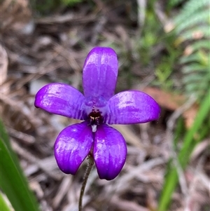 Elythranthera brunonis (Purple Enamel Orchid) at Broke, WA by AnneG1