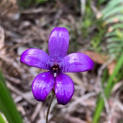 Elythranthera brunonis (Purple Enamel Orchid) at Broke, WA - 19 Oct 2024 by AnneG1