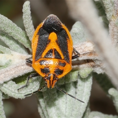 Agonoscelis rutila (Horehound bug) at Freshwater Creek, VIC - 16 Dec 2024 by WendyEM