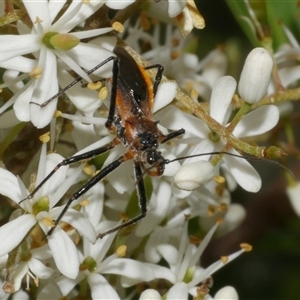 Gminatus australis at Freshwater Creek, VIC - 16 Dec 2024