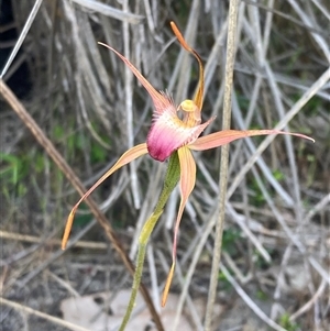 Caladenia ferruginea at Dunsborough, WA - 12 Oct 2024