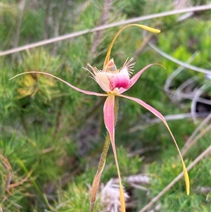 Caladenia ferruginea at Dunsborough, WA - suppressed