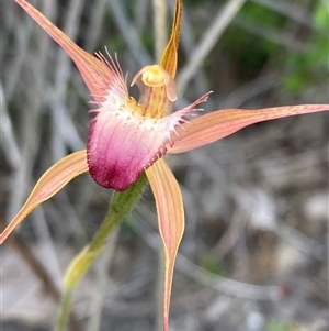 Caladenia ferruginea at Dunsborough, WA - 12 Oct 2024