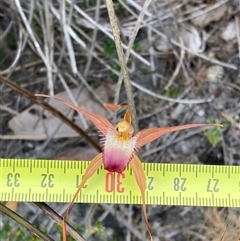 Caladenia ferruginea at Dunsborough, WA - suppressed