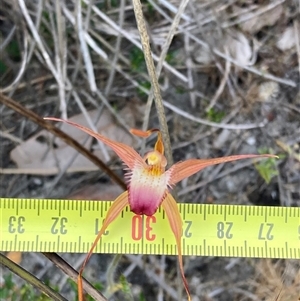 Caladenia ferruginea at Dunsborough, WA - 12 Oct 2024