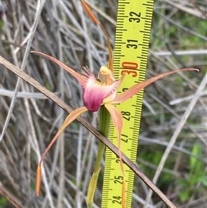 Caladenia ferruginea at Dunsborough, WA - suppressed