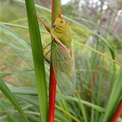 Cyclochila australasiae (Greengrocer, Yellow Monday, Masked devil) at Robertson, NSW - 22 Dec 2024 by plants